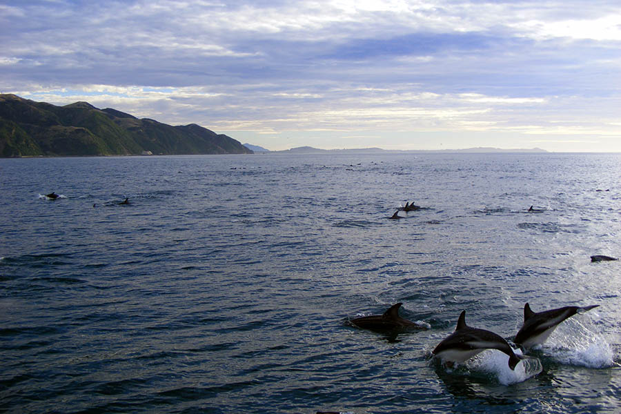 stefanie_bulau_wale_kaikoura