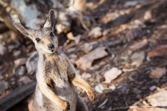 image_australiaandnewzealandsurfingnationalparks