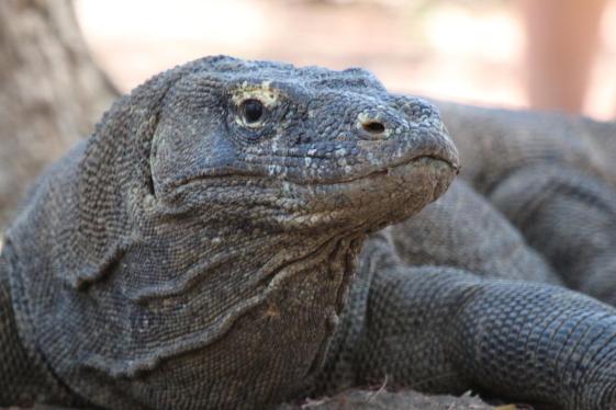 image_baliandkomododragonsriceterracesculturalceremonies