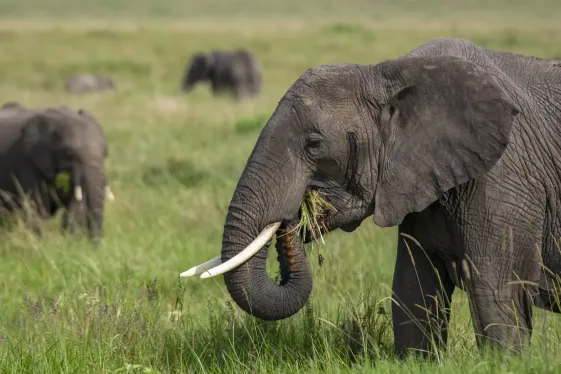 image_eastafricamaasaimaraserengetisafarisislandparadise_15-days