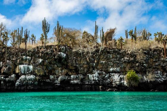 image_galpagosadventuresnorkellingsealions