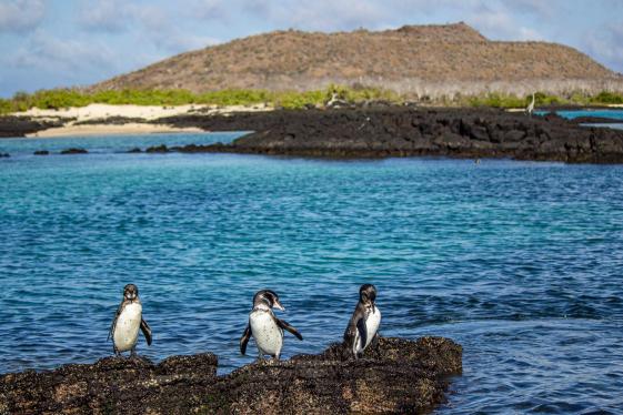 image_galpagoscentralandeastislandsaboardthereinasilviavoyager