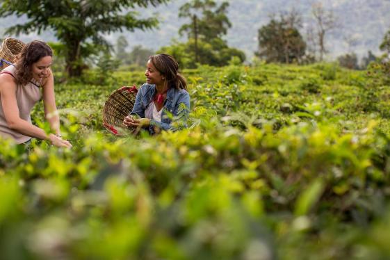 image_indiatosrilankathepinkcityspicegardens