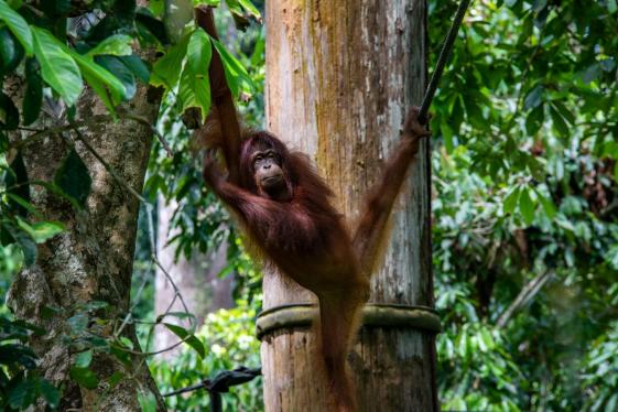 image_journeysbestofborneo