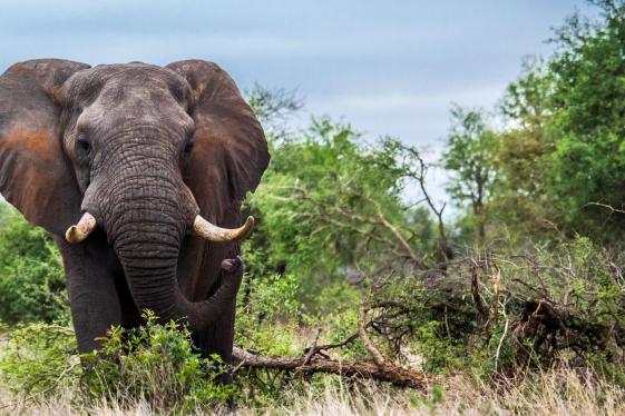 image_journeysdiscoverkrugernamibia