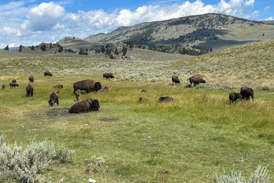 image_journeysiconicwildlifeofyellowstoneandgrandteton