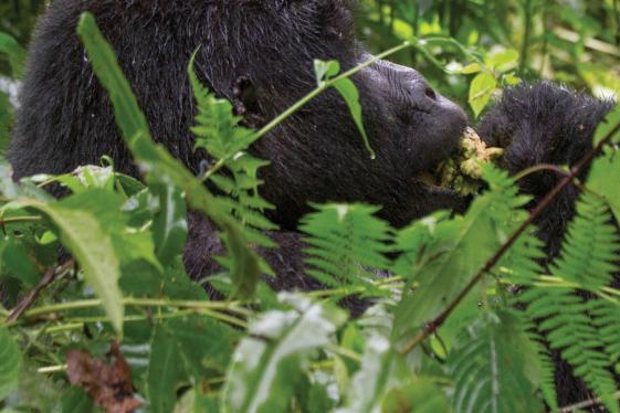 image_journeyswildencountersinrwanda