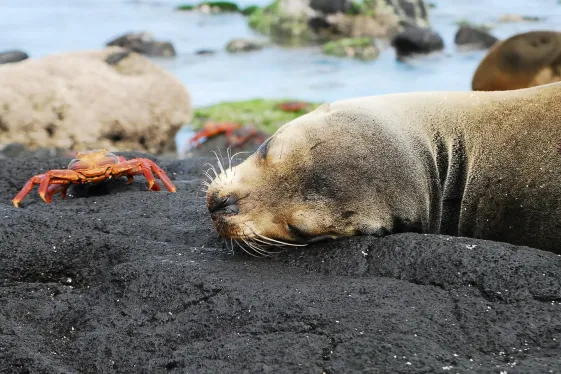 image_journeyswildlifeofthegalpagosislands