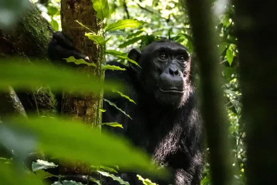 image_kenyatorwandathemaasaimaragorillaschimps