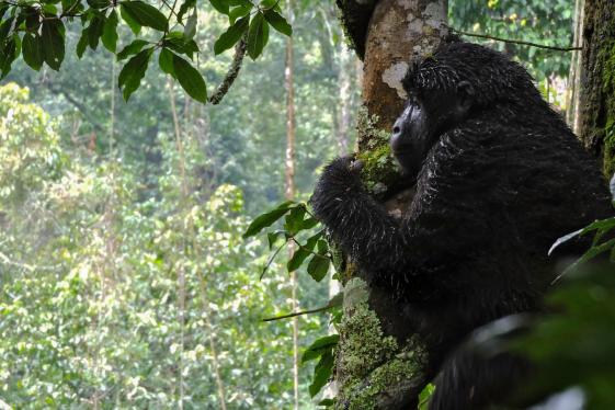 image_kenyaugandagorillaoverlandforestswildlifespotting