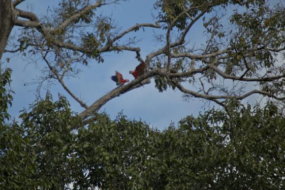 image_locallivingecuadoramazonjungle