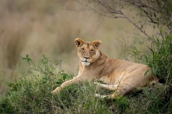 image_signaturesouthafricaskrugernationalpark