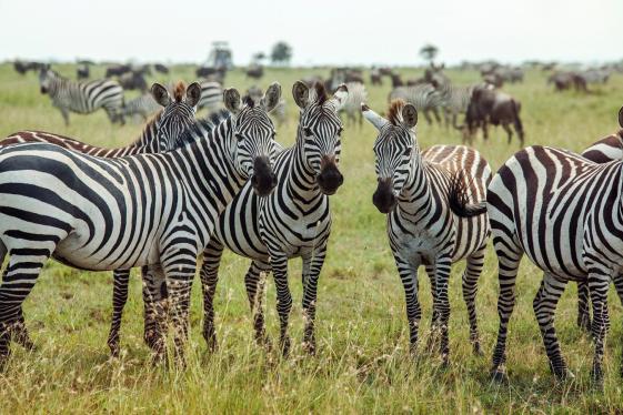 image_southernafricaencompassedbushcampswildlifespotting