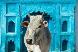 An Indian sacred cow can go where it wants