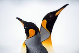 antarctica_king_penguins