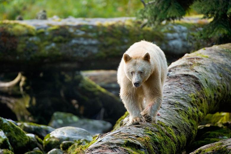 Search for the Spirit Bear in the Great Bear Rainforest | Photo credit: Ian McAllister and Pacific Wild Search for the Spirit Bear in the Great Bear Rainforest | Photo credit: Ian McAllister and Pacific Wild