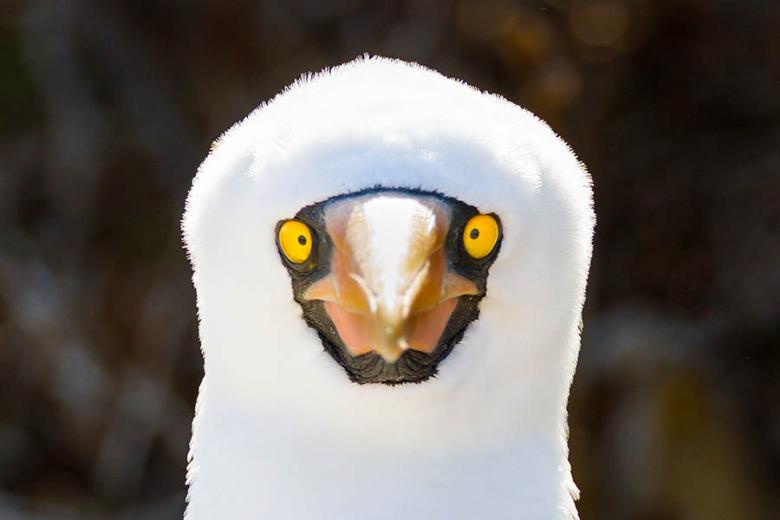 Spot Nazca boobies in the Galapagos Islands | Travel Nation Spot Nazca boobies in the Galapagos Islands | Travel Nation