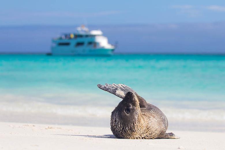 Spot sea lions from a Galapagos Islands cruise | Travel Nation Spot sea lions from a Galapagos Islands cruise | Travel Nation