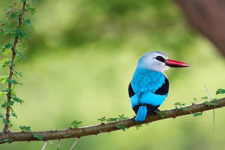 Woodland kingfisher in Lake Manyara, Tanzania|Travel Nation