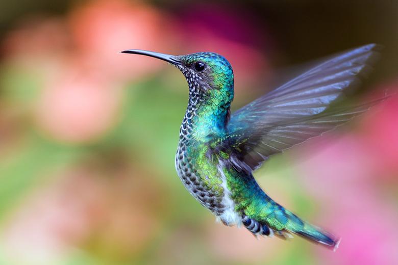 Hummingbird, Ecuador