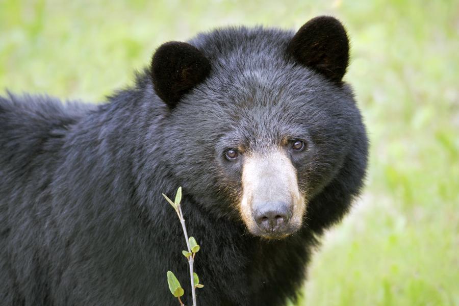 A black bear in Canada | Top 10 things to do in Canada