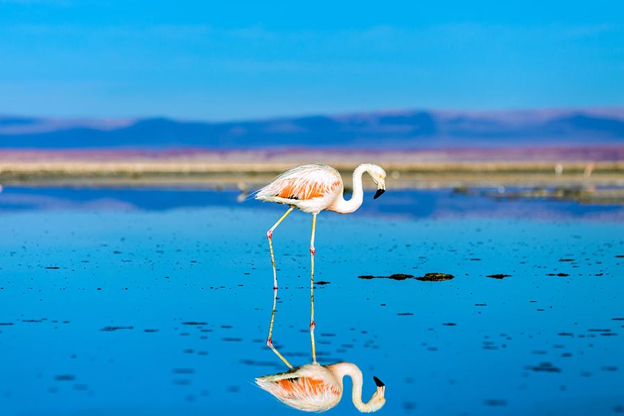 Flamingo at Salar de Atacama, Chile | Chile Travel Guide