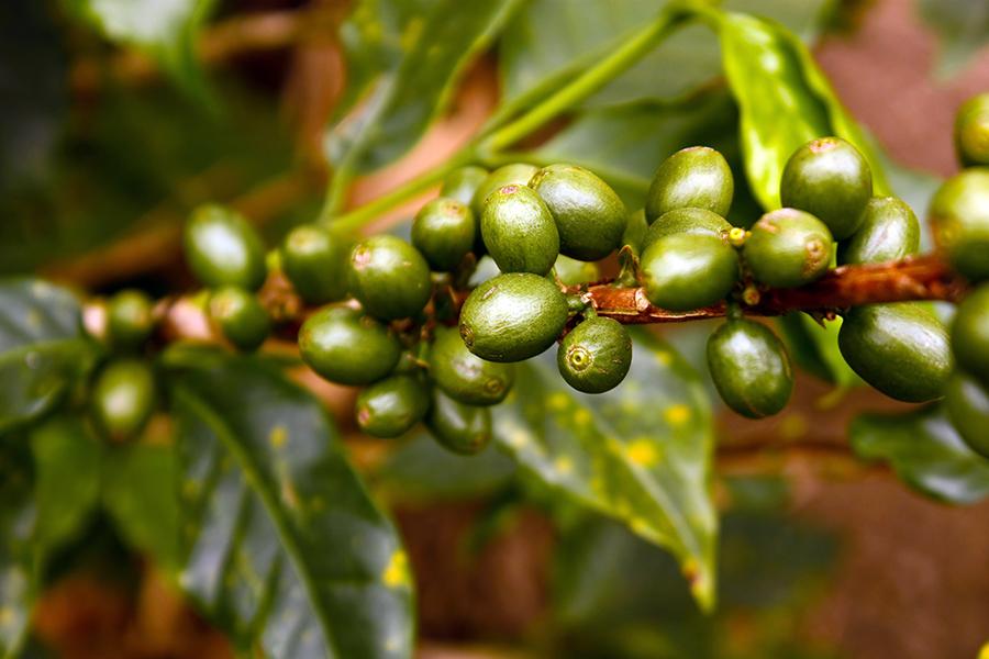 Coffee beans growing in Colombia