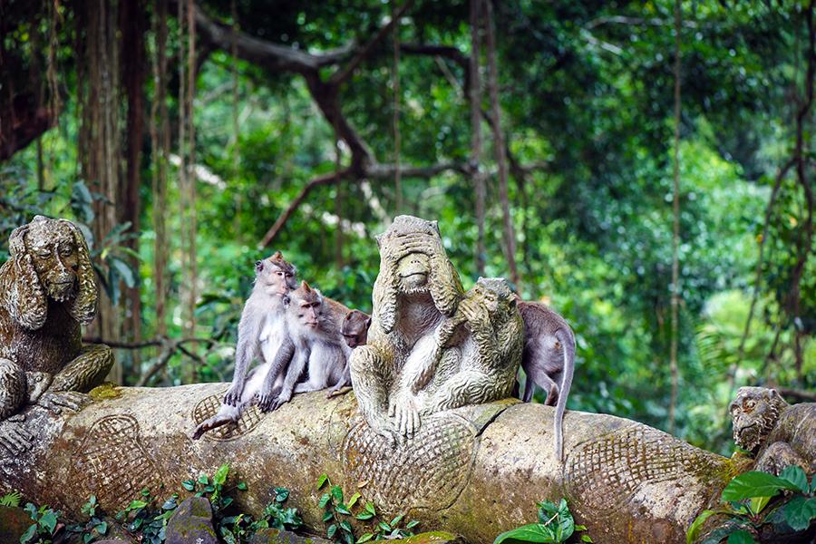 Wander through Ubud's Sacred Monkey Forest