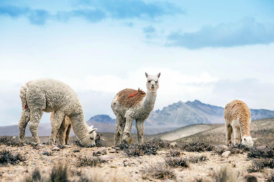 Llamas are synonymous with Peru