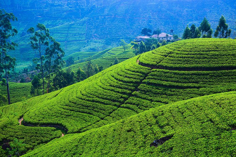 Sip tea in the plantations of Nuwara Eliya
