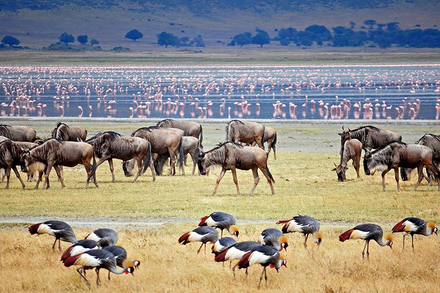 Wilderbeest migration, Ngorongoro Crater, Tanzania