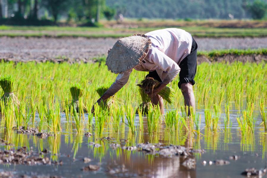 A rice farmer, Sapa, Vietnam | Top 10 things to do in Vietnam