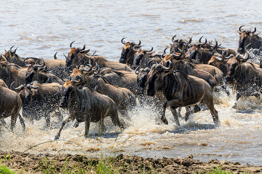 Follow the great migration across the Serengeti